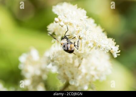 Great Pied Hoverfly (Volucella pellucens) Stock Photo