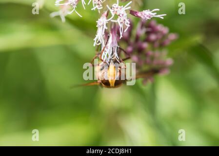 Hornet Hoverfly (Volucella zonaria) feeding on Hemp-Agrimony (Eupatorium cannabinum) Stock Photo