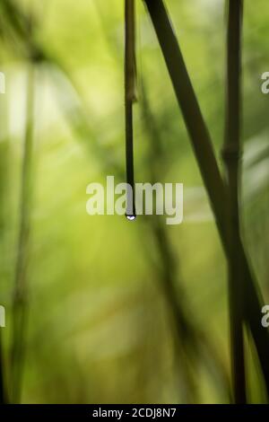 Water Drop on Bamboo Stalk in Bamboo Forest Maui Stock Photo