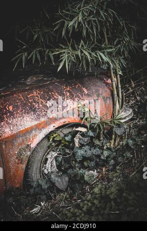 Old crashed and destroyed car with plants that over time were covering Stock Photo