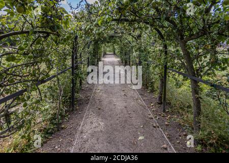Dirt path between a tunnel formed by lush pear trees in the Ursulintuin garden in Sittard, deep perspective, sunny summer day Stock Photo