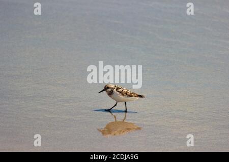 Sanderling searching Stock Photo