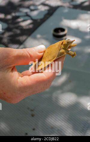 Close-up of a young male spiny softshell turtle Stock Photo