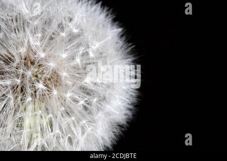 dandilion background Stock Photo