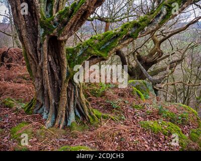 Old twisted trees in woodland with moss covered rocks and branches.