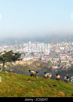 Group of sheep grazing in a field on a hillside farm above Matlock a town in the Derbyshire Peak District England UK. Stock Photo