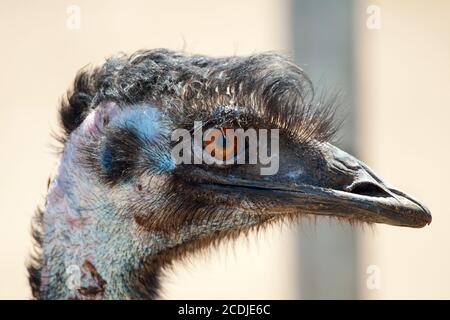 Ostrich emu Stock Photo