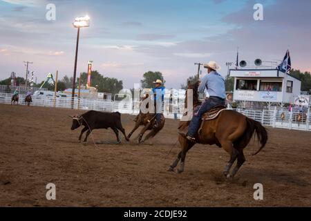 Cowboys compete in the team roping event at the PRCA Rodeo at the Wyoming State Fair in Douglas on Thursday, August 13, 2020. The 108th annual fair opened this week with additional precautions to prevent the spread of the COVID-19 virus. Stock Photo