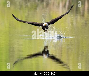 Bald Eagle Catches fish Stock Photo