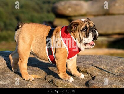 Puppy of Red English Bulldog in red harness out for a walk looking up on top of stone Stock Photo