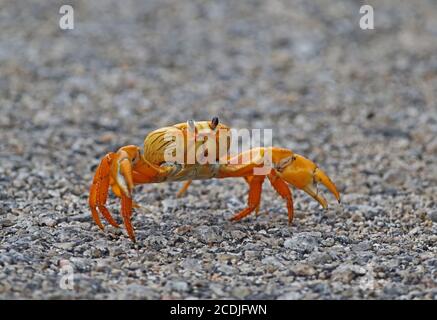 Cuban Land Crab (Gecarcinus ruricola) orange phase adult on spring migration   Zapata peninsula             March Stock Photo
