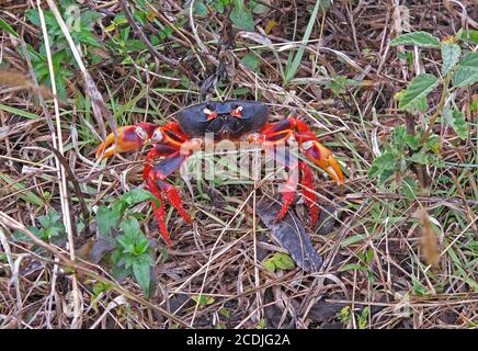 Cuban Land Crab (Gecarcinus ruricola) dark phase adult on spring migration   Zapata peninsula             March Stock Photo