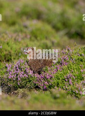 Red Grouse male in summer, eating the purple heather flowers, facing left.  Portrait, vertical, Space for copy. Stock Photo