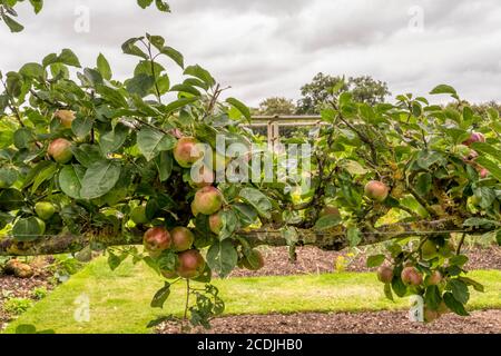 Espalier grown Apple 'Spartan'. Stock Photo