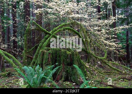 Vintage Cedar Stump Stock Photo