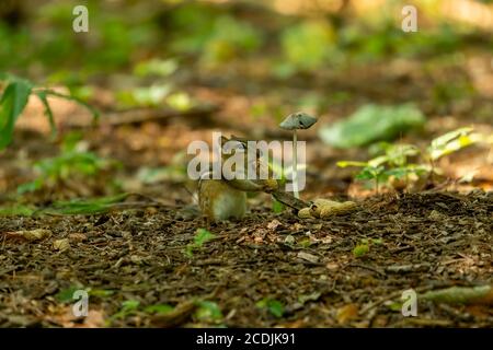 Eastern chipmunk eats nuts in the park Stock Photo