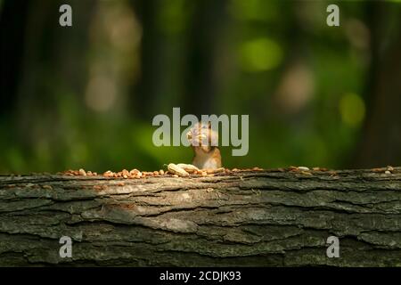 Eastern chipmunk eats nuts in the park Stock Photo