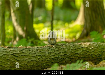 Eastern squirel eats nuts in the park Stock Photo