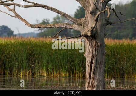 Old dry oak in the marsh with young wood duck Stock Photo