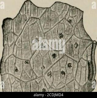 . The microscopy of vegetable foods, with special reference to the detection of adulteration and the diagnosis of mixtures . Fig. 444. Allspice. Surface viewof ep epicarp and st oil cells. X160. (MOELLER.). Stock Photo