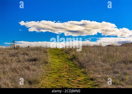 Green Path Leading to Horizon with White Puffy Clouds Stock Photo