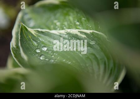 Raindrops on Hosta Leaf Stock Photo