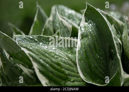 Raindrops on Hosta Leaves Stock Photo