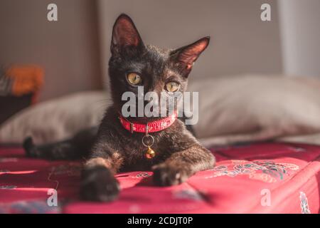 Closeup of a dark gray devon-rex breed cat with a pink collar, laying on the mattress Stock Photo