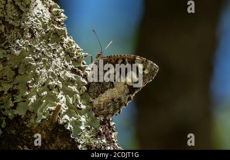 Great Banded Grayling, Brintesia circe, perched on lichen-clad oak branch, Brenne, France. Stock Photo