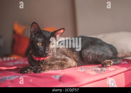 Closeup of a dark gray devon-rex breed cat with a pink collar, laying on the mattress Stock Photo