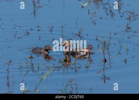Little Grebe, Tachybaptus ruficollis, adult female feeding young bird on lake. Stock Photo