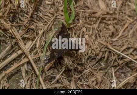 Mottled bee-fly (Thyridanthrax fenestratus) bee fly who's larvae ...