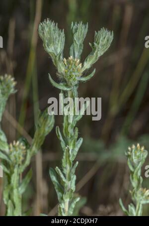Common cudweed, Filago vulgaris, in flower on heathy track. Stock Photo