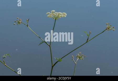 Milk-parsley, Peucedanum palustre, growing in lakeside marsh. (Foodplant of Common Swallowtail butterfly) Stock Photo