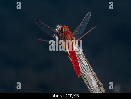 Male Broad scarlet, Crocothemis erythraea, perched over lake. France. Stock Photo