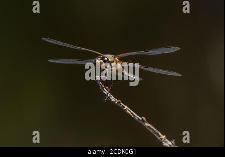 Adult Four-spotted chaser, Libellula quadrimaculata, perched on branch overhanging lake. Stock Photo
