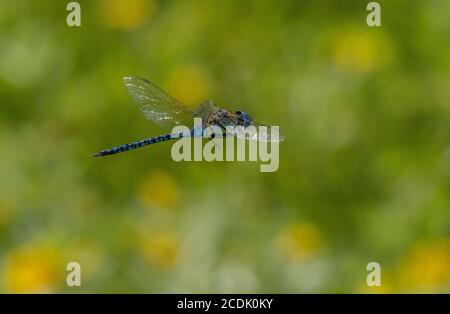Southern migrant hawker, Aeshna affinis, in flight over vegetated wetland. Stock Photo