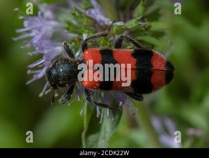 Bee-Eating Beetle, Trichodes apiarius, feeding on flowers of Pennyroyal; larvae are brood parasites of bees. Stock Photo