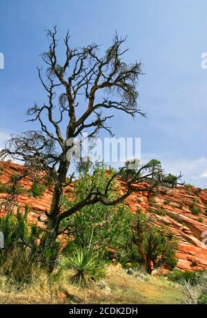 Slopes of Zion canyon. Utah. USA. Stock Photo