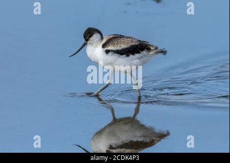 Young Avocet, Recurvirostra avosetta, feeding in shallow coastal lagoon. Stock Photo