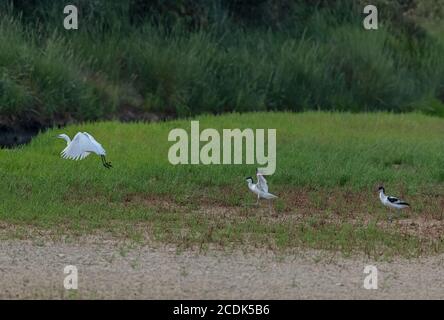 Avocets, Recurvirostra avosetta, chasing Little egret, Egretta garzetta, away from nesting area with young birds. Stock Photo
