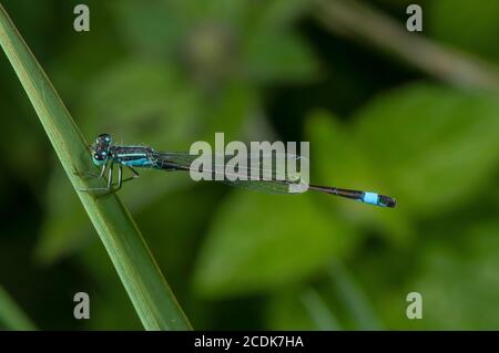 Male Blue-tailed damselfly, Ischnura elegans, perched on grass. Stock Photo