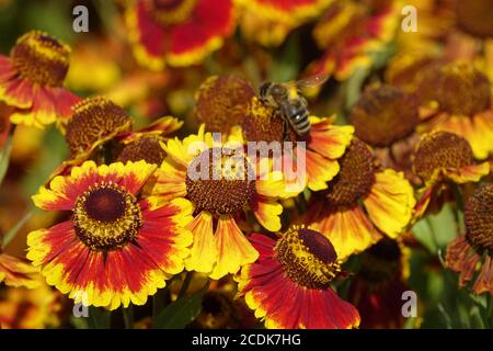 Helenium 'Biedermeier' flower Stock Photo