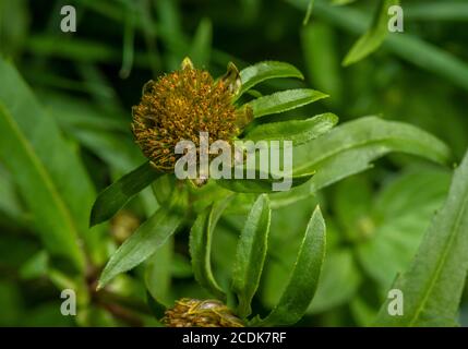 Nodding bur-marigold, Bidens cernua in rayless form in marsh. Stock Photo
