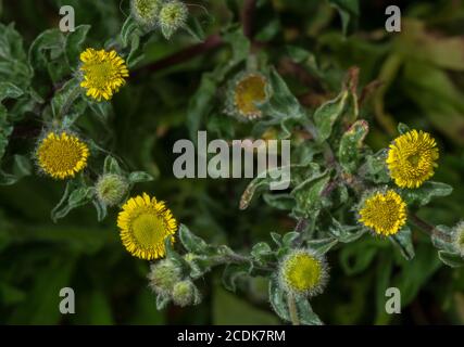 Small Fleabane, Pulicaria vulgaris, in flower. Rare plant of winter-wet grazed sites. Stock Photo