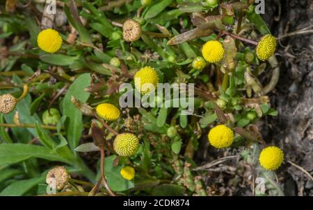 Buttonweed, Cotula coronopifolia, naturalised in damp grassland. From South Africa. Stock Photo
