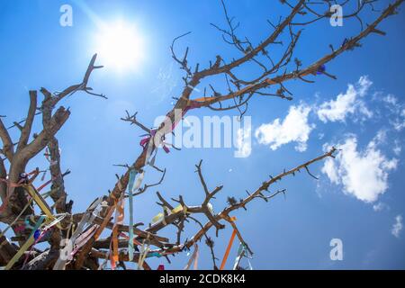 Wish tree with a rope on its branches Stock Photo