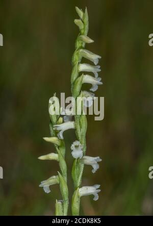 Summer lady's-tresses, Spiranthes aestivalis, in flower on wet heatland, north-west France. Extinct in UK since 1959. Stock Photo