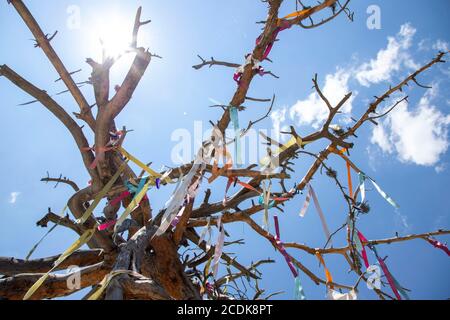 Wish tree with a rope on its branches Stock Photo