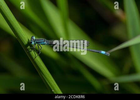 Male Blue-tailed damselfly, Ischnura elegans, perched in lakeside vegetation. Stock Photo